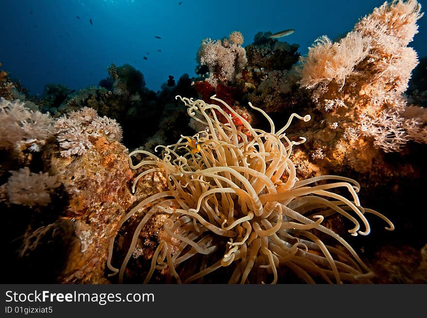 Anemonefish and bubble anemone