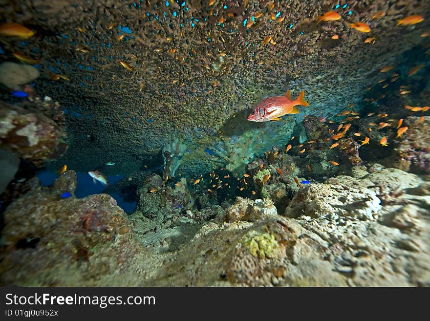 Coral And Fish