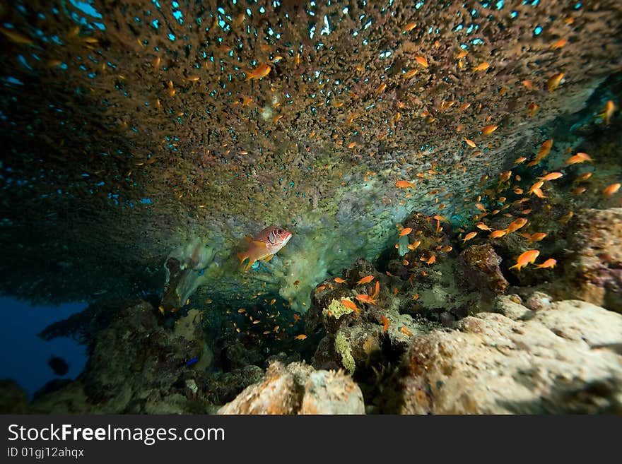 Coral And Fish