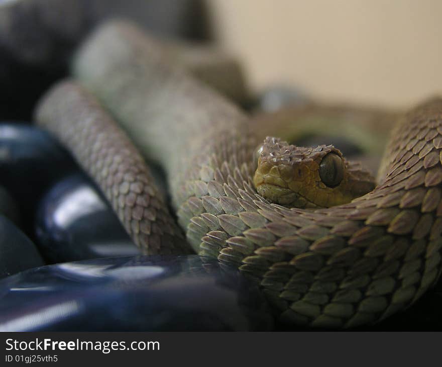 Closeup of the African Bush Viper at Reptile Gardens in Rapid City, South Dakota. Closeup of the African Bush Viper at Reptile Gardens in Rapid City, South Dakota