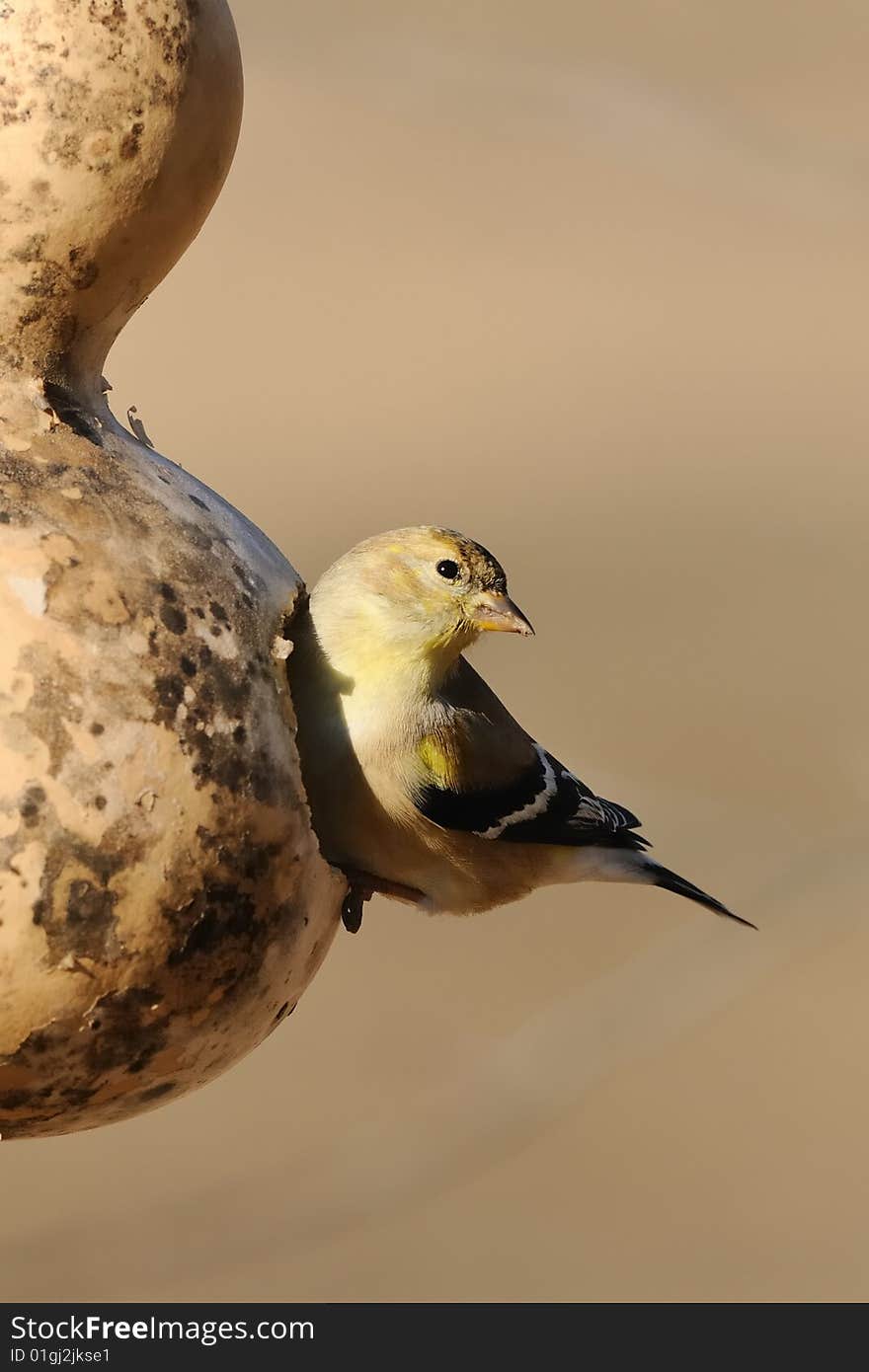 Photo of a small bird at a gourd bird feeder. Photo of a small bird at a gourd bird feeder