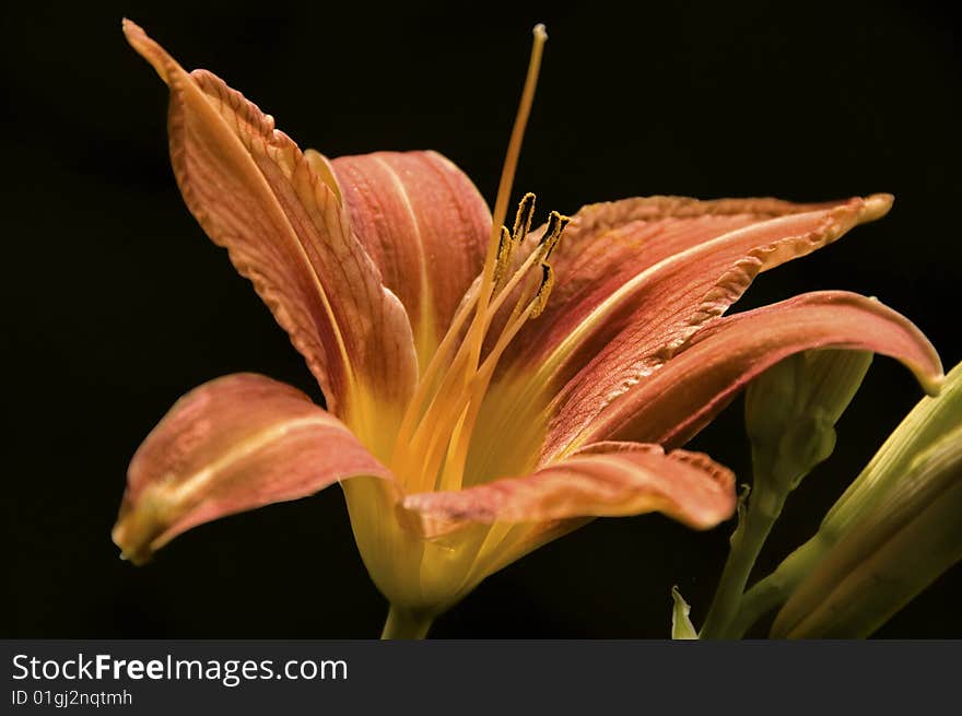 Day lily flower and bud, isolated on black. Day lily flower and bud, isolated on black.