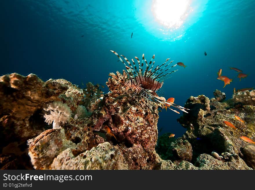 Coral And Fish