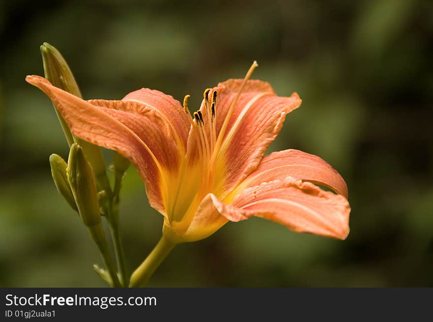 Day Lily Isolated On Green