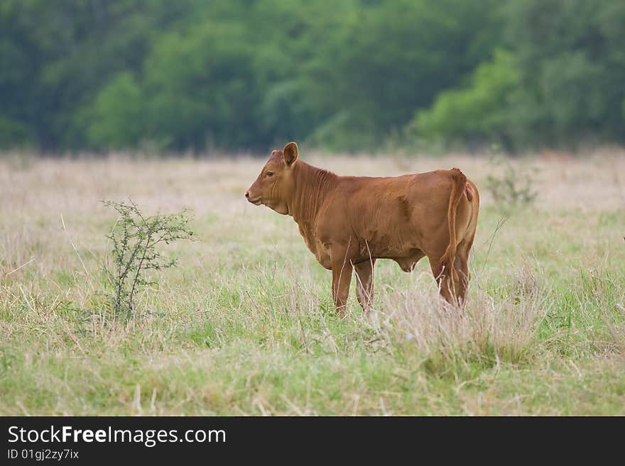 A calf forages in a field not far from his mother