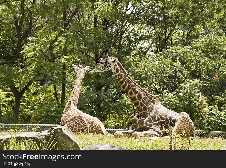 Two giraffes in the zoo, sitting, as if in a conversation