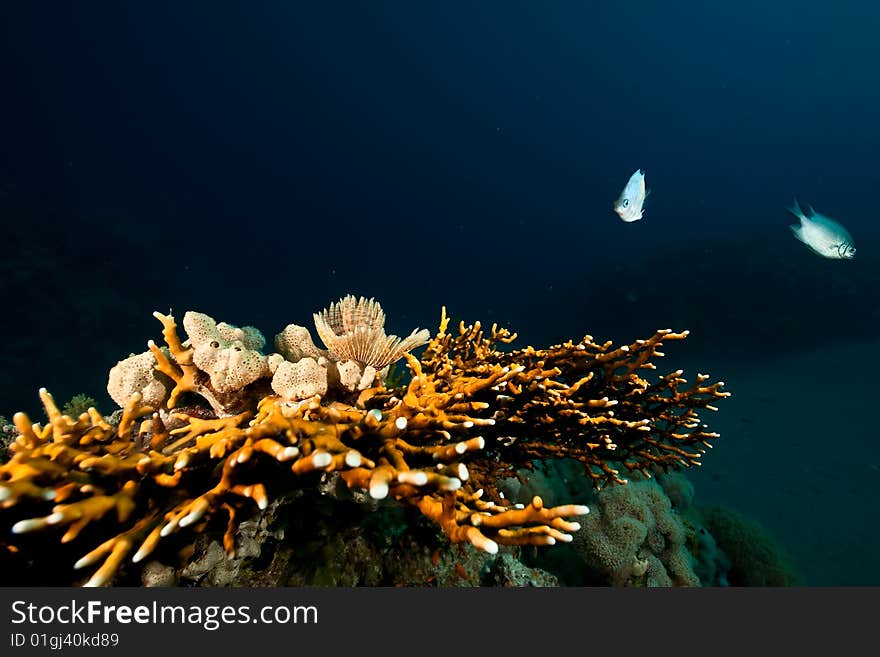 Coral And Fish