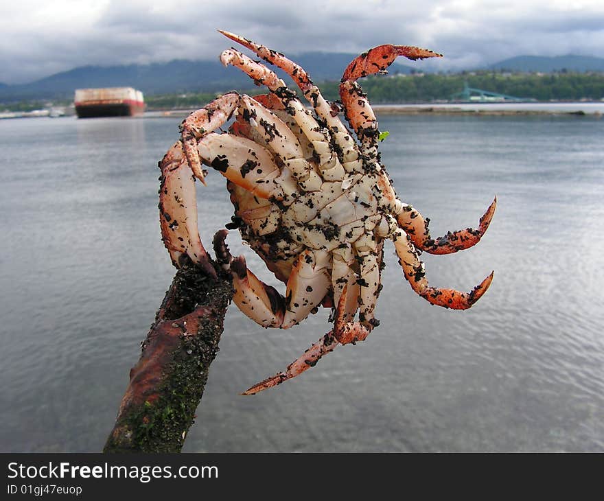 A  Dungeness crab freshly caught off the shores in Washington State. A  Dungeness crab freshly caught off the shores in Washington State