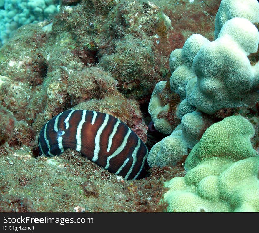 Zebra Moray, Kaanapali-Black Rock, Maui