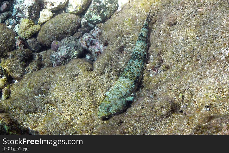 Lizardfish, Honolua Bay Marine Preservation Area, Maui. Lizardfish, Honolua Bay Marine Preservation Area, Maui