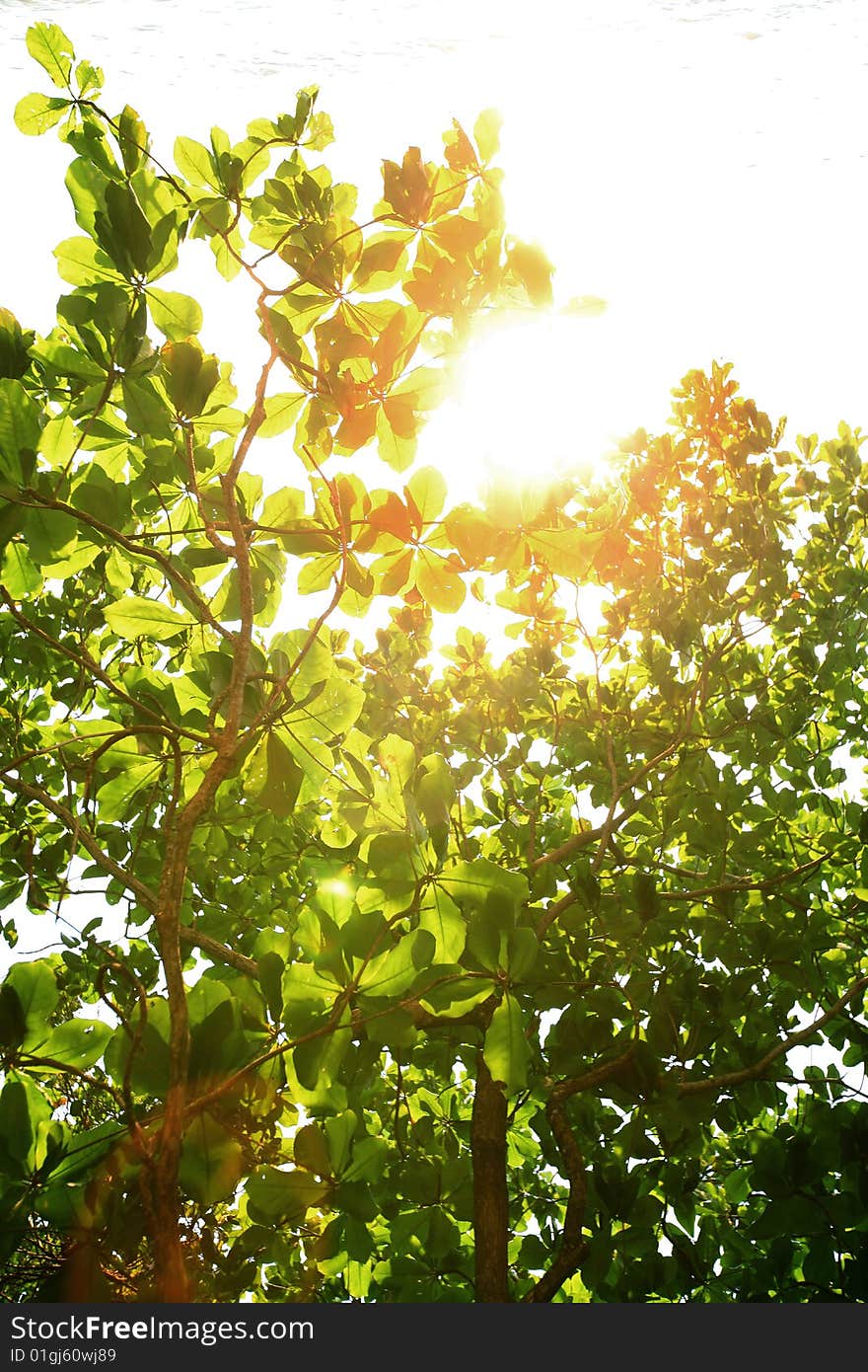 Green Leaves