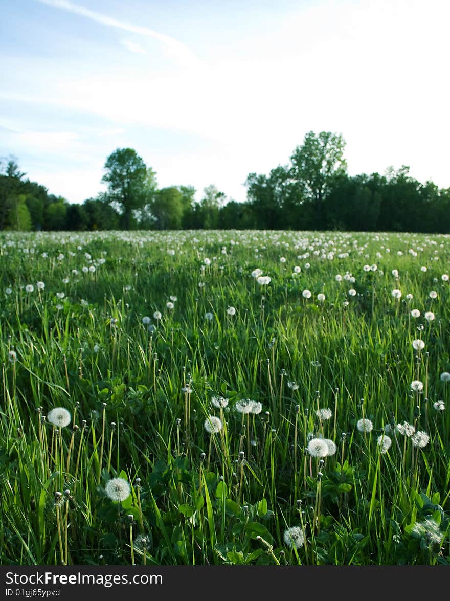 A field of dandelions on a relaxing summer day. A field of dandelions on a relaxing summer day