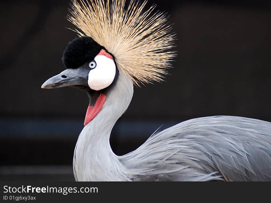 The Grey Crowned Crane (Balearica regulorum)