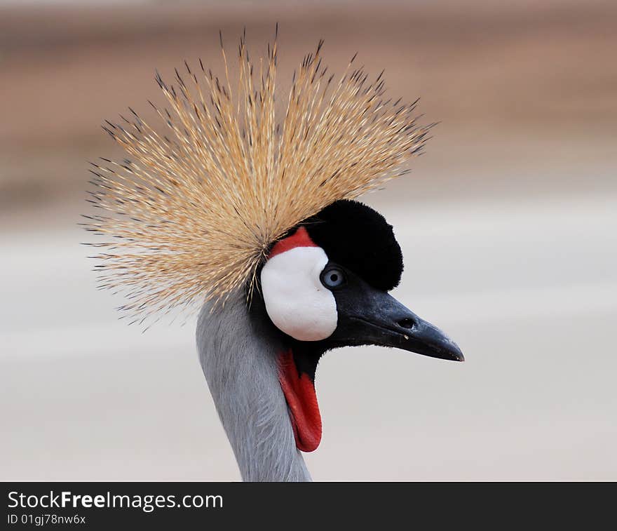 The Grey Crowned Crane (Balearica regulorum)