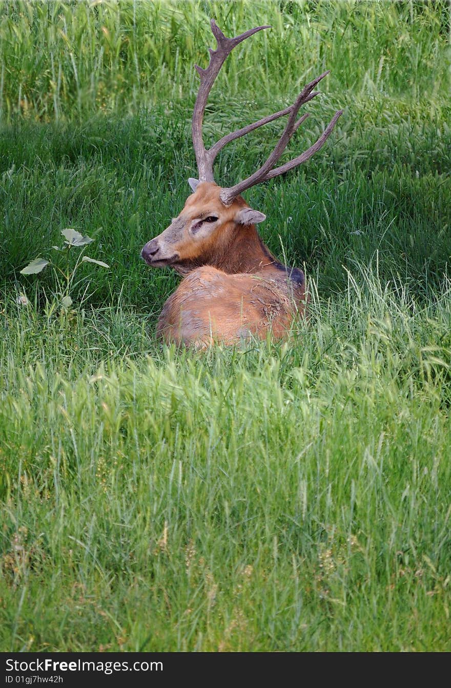 The wild deer lays on a grass