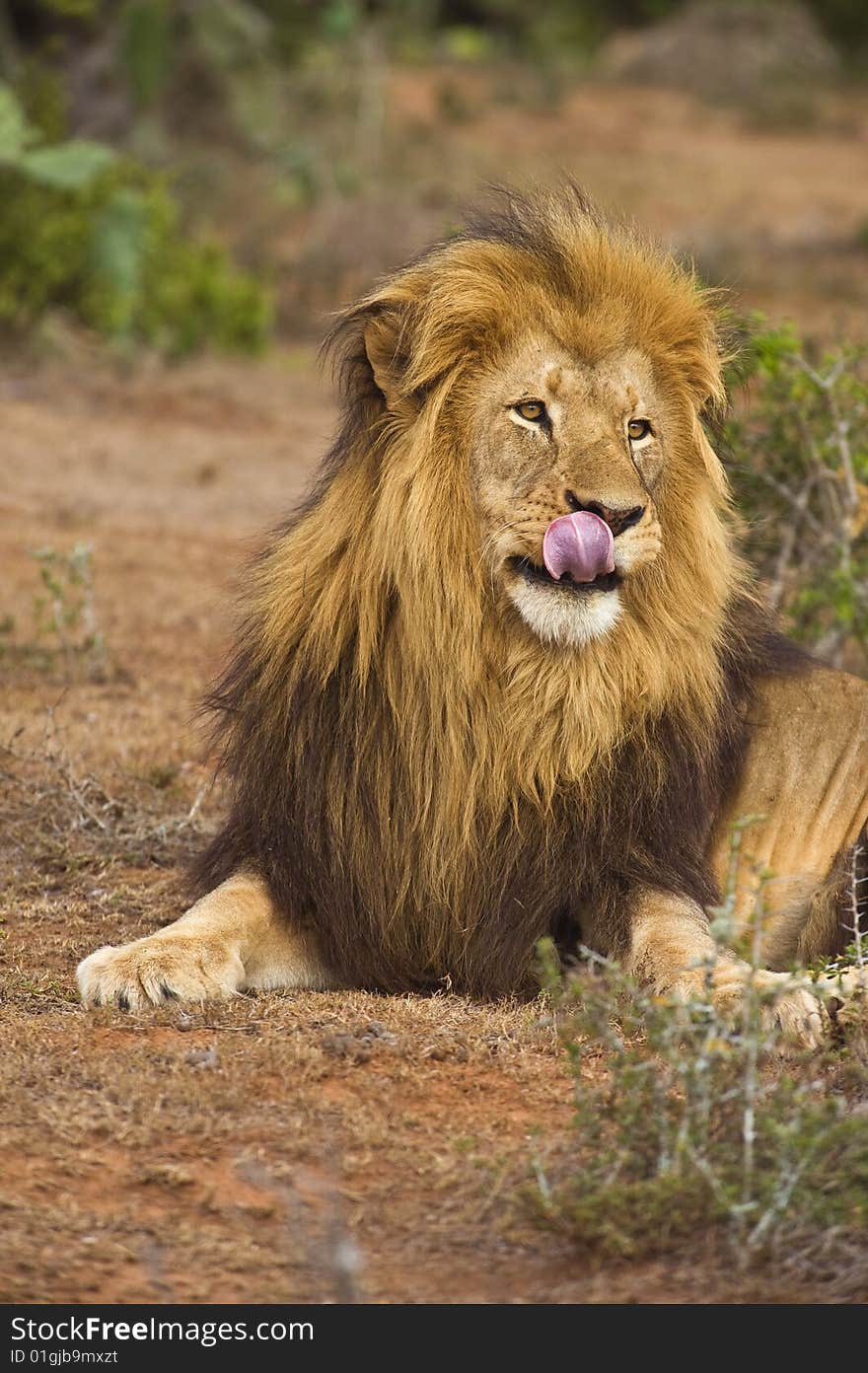 Yummy Lion