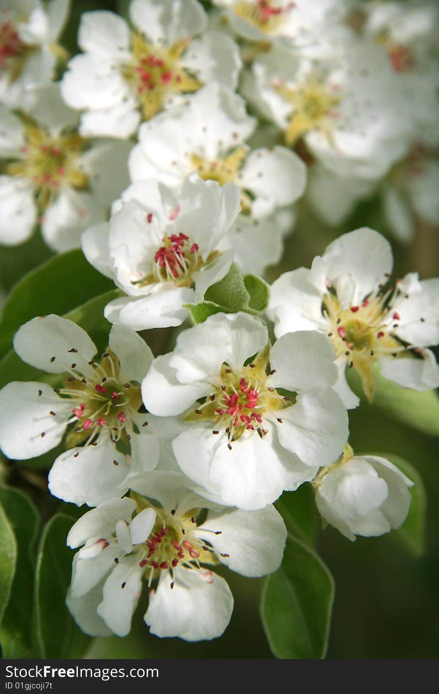 Spring Blossom.