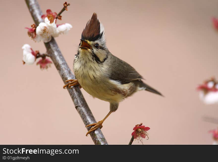 Taiwan Yuhina