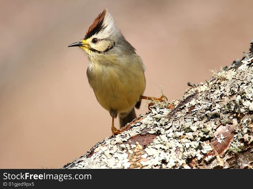 Taiwan Yuhina