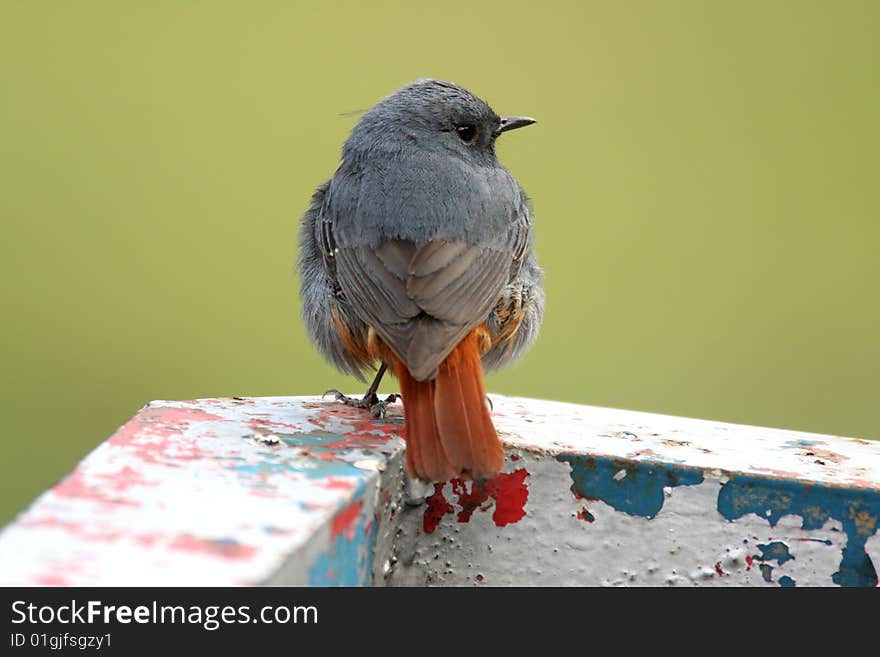 Wild bird Plumbeous Water Redstart  is singing on the garbage can.