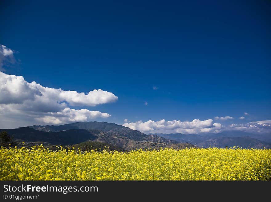 Vivid yellow rape field with blue skies