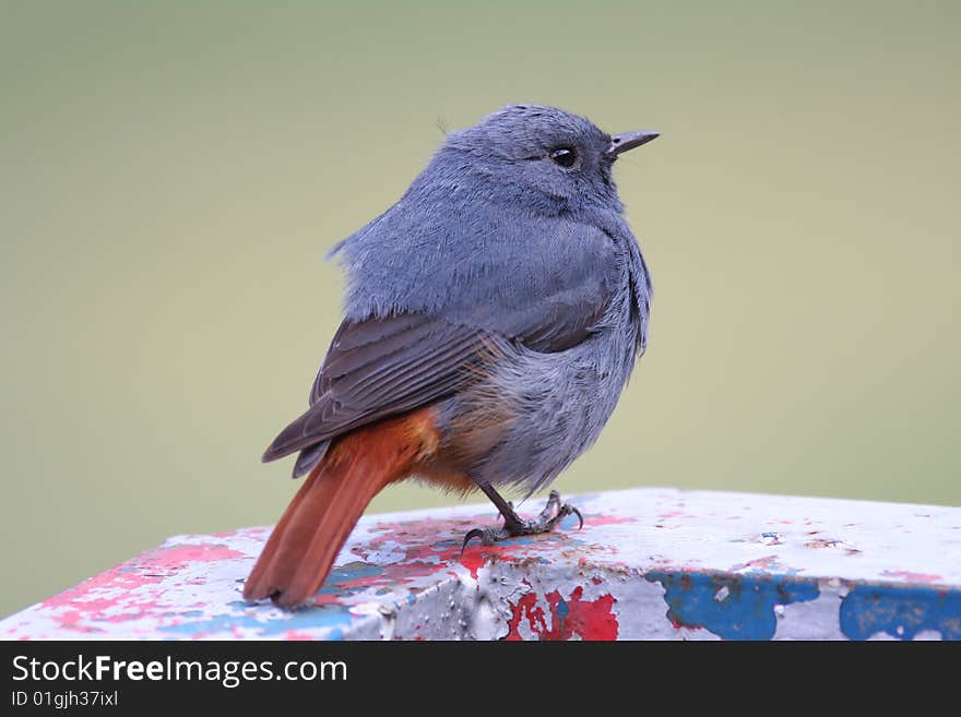 Wild bird Plumbeous Water Redstart  is singing on the garbage can.