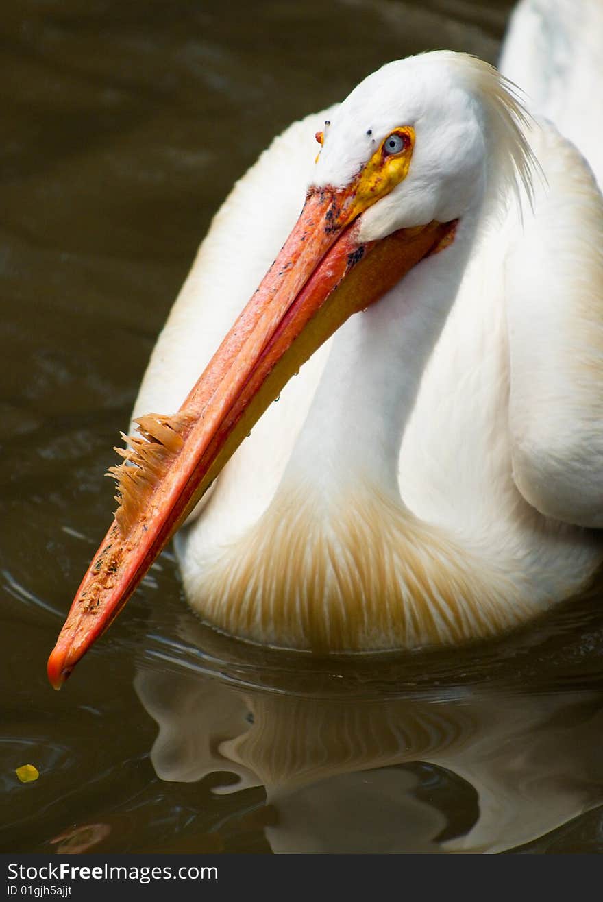 Juvenile pelican still with down on their bright orange beaks swimming in a pond. Juvenile pelican still with down on their bright orange beaks swimming in a pond