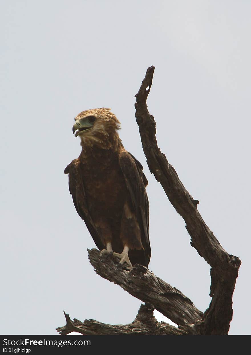 Watching Eagle