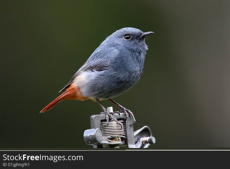 Plumbeous Water Redstart