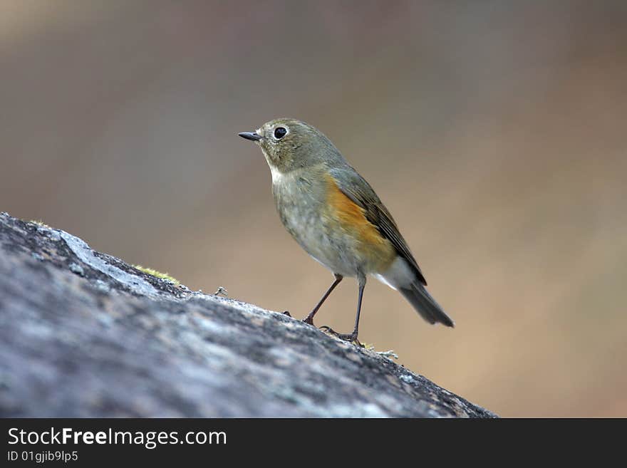 Orange-flanked Bush