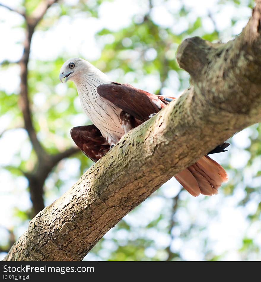 Brahminy Kite in Tree