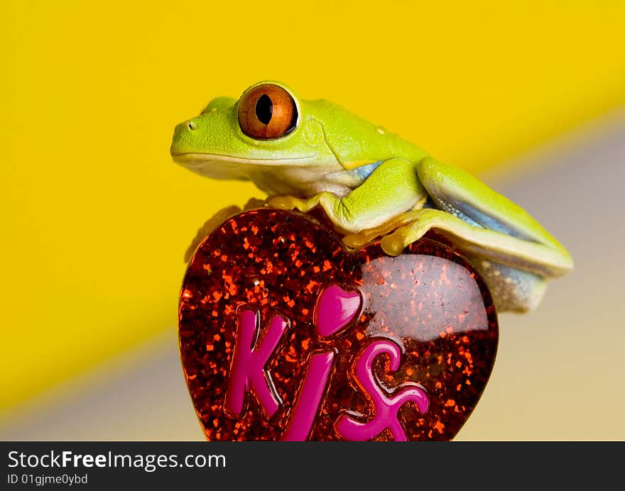 Red eyed tree frog sitting on heart. Red eyed tree frog sitting on heart