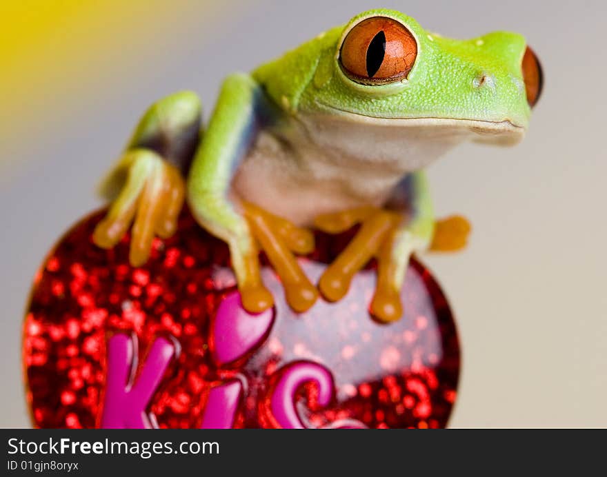 Small green frog on heart