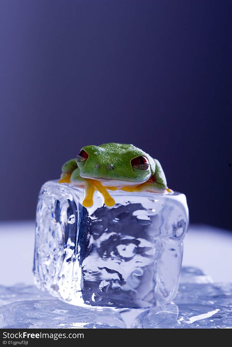 Green frog sitting on ice cube. Green frog sitting on ice cube