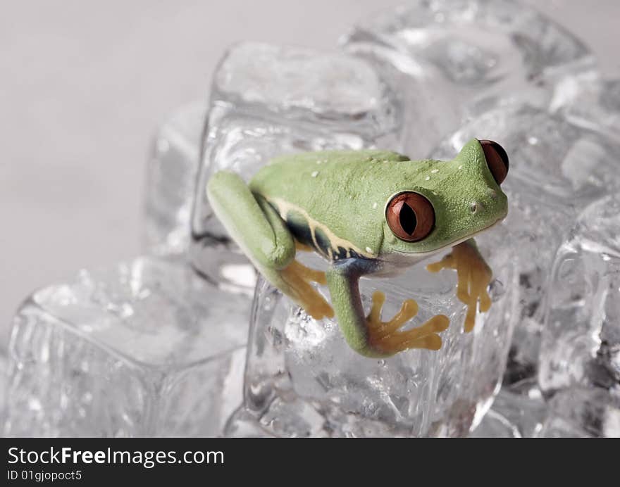 Red eyed tree frog sitting on ice cube. Red eyed tree frog sitting on ice cube