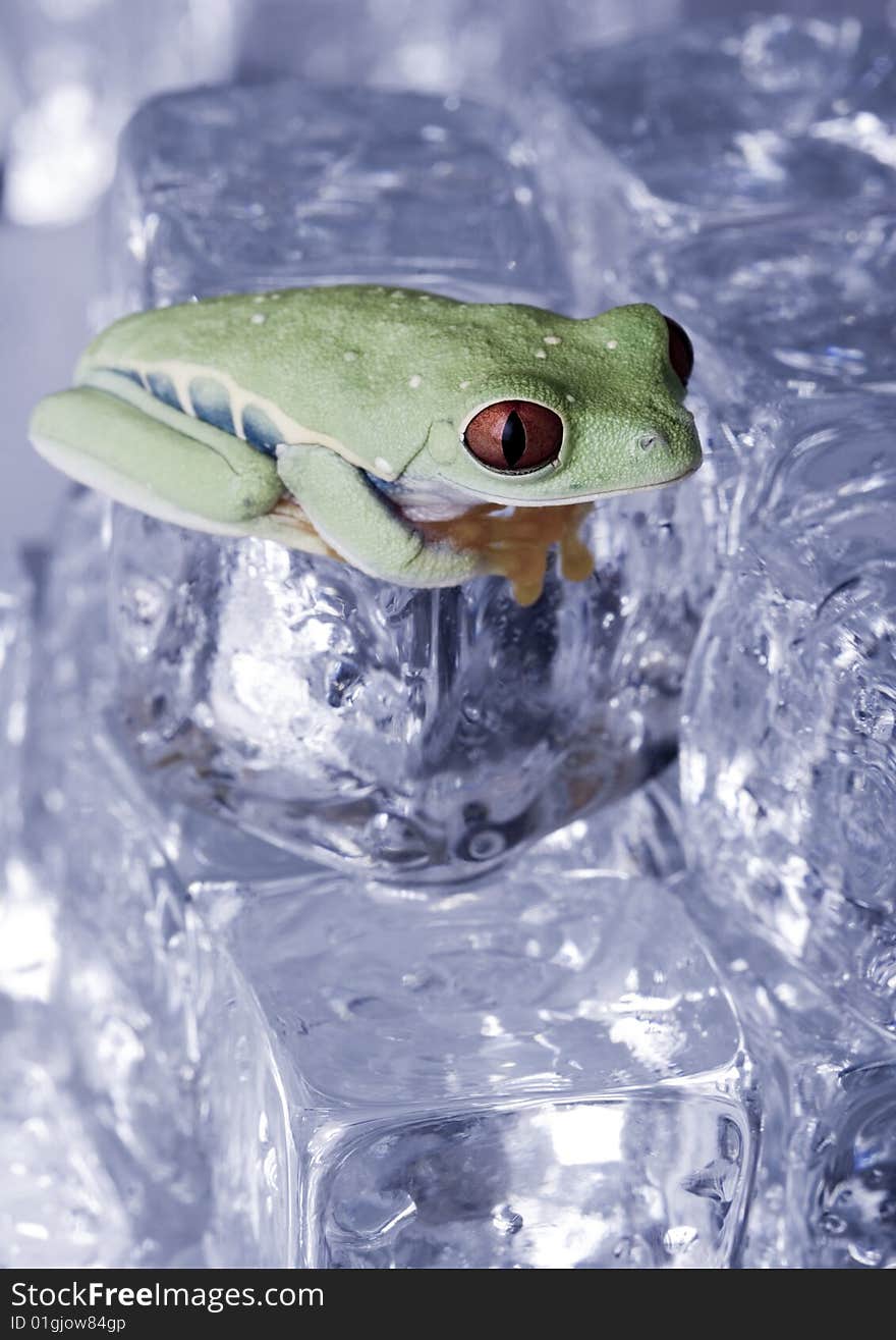 Red eyed tree frog sitting on ice cube