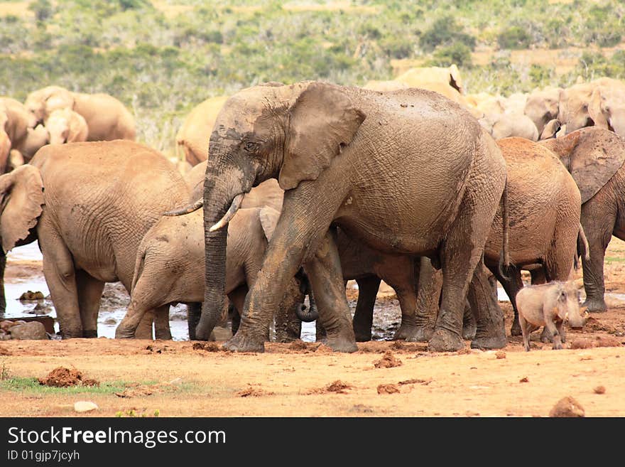 a herd of elephants and one warthog. a herd of elephants and one warthog