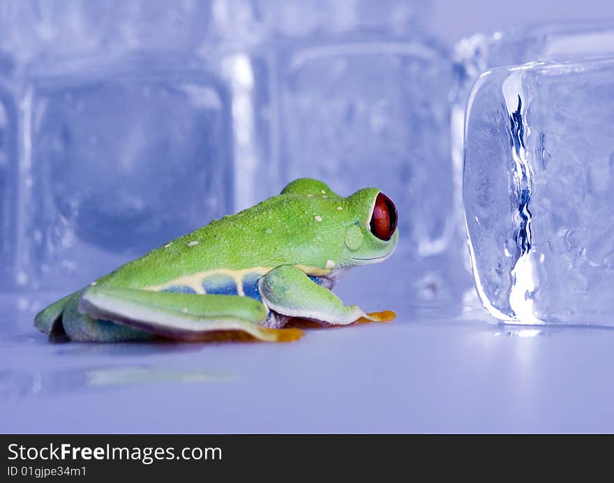 Red eyed tree frog sitting