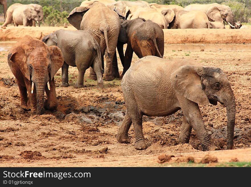 A few elephants playing in the mud. A few elephants playing in the mud