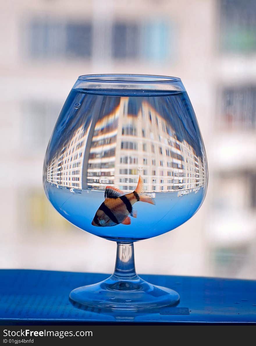 Fish glass