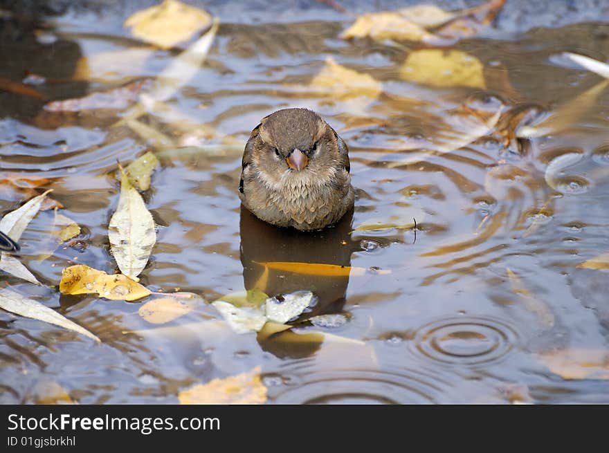 Sparrow