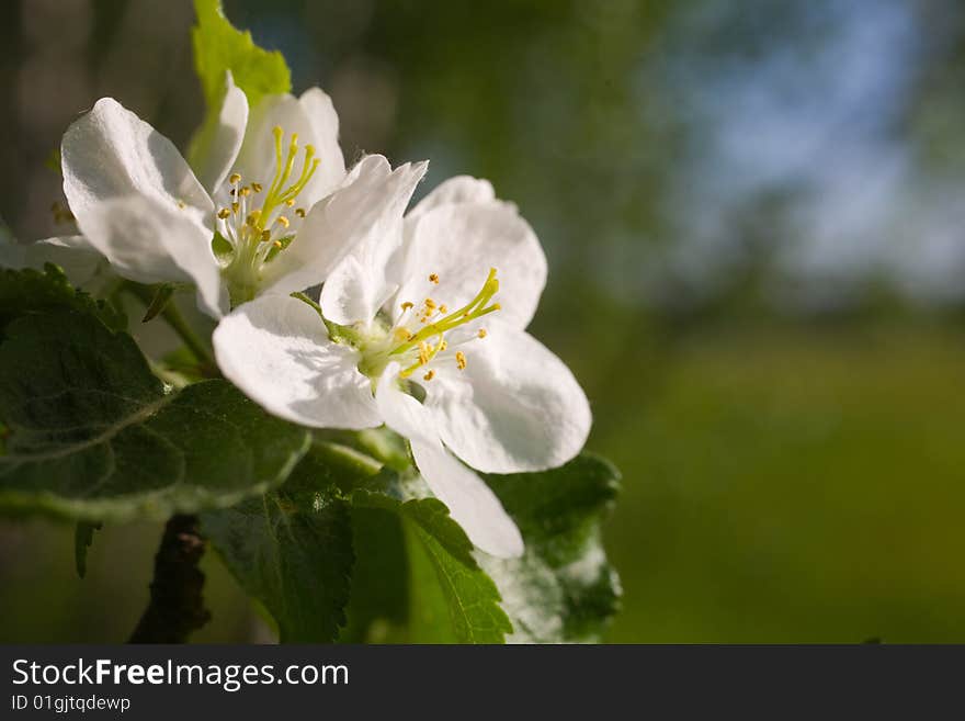 Flowers of an apple-tree