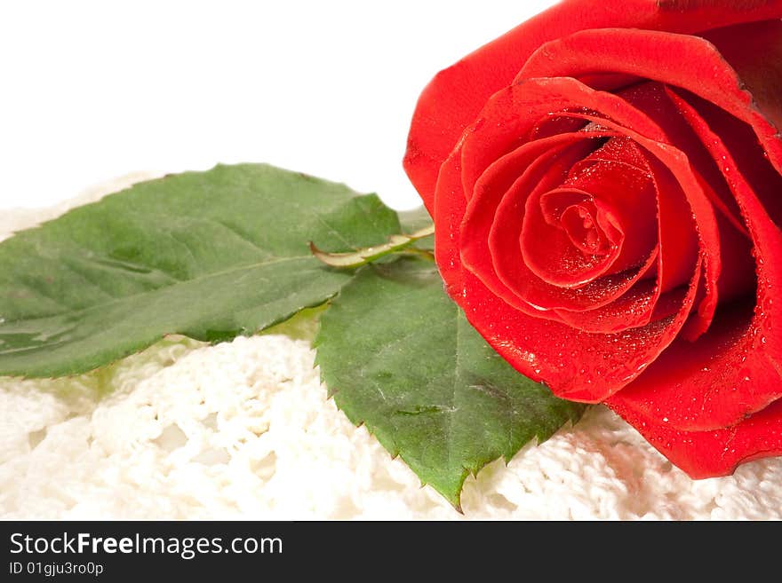 Beautiful red rose on a white background with space for copy.