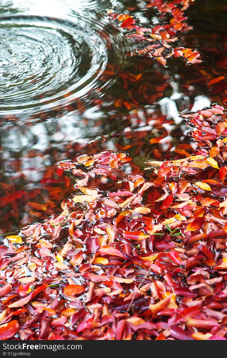 Red leaves in water,in autumn