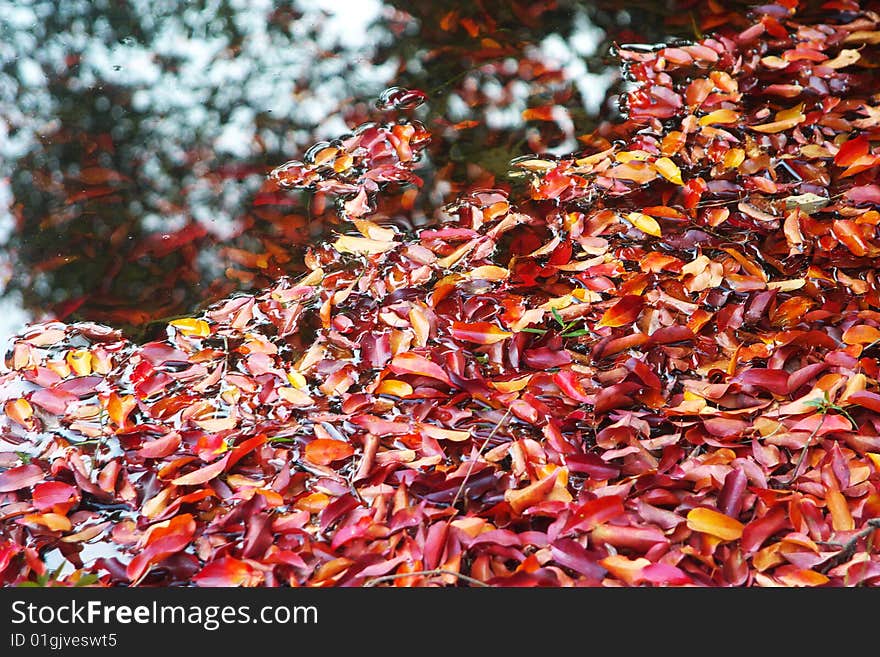 Red leaves in water,in autumn