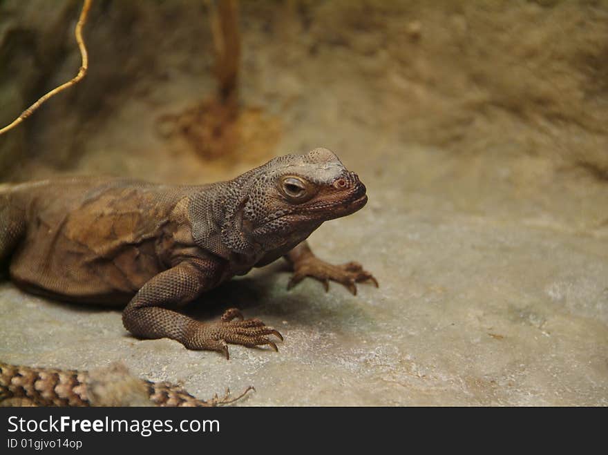 Chuckwalla