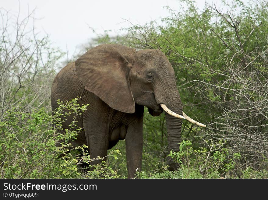 African Elephant