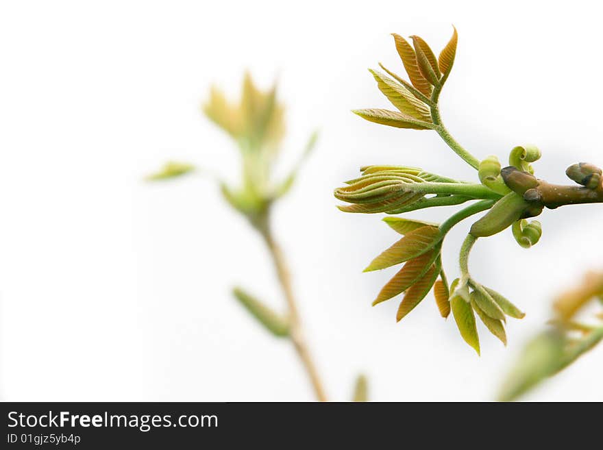 Close up of spring leaves