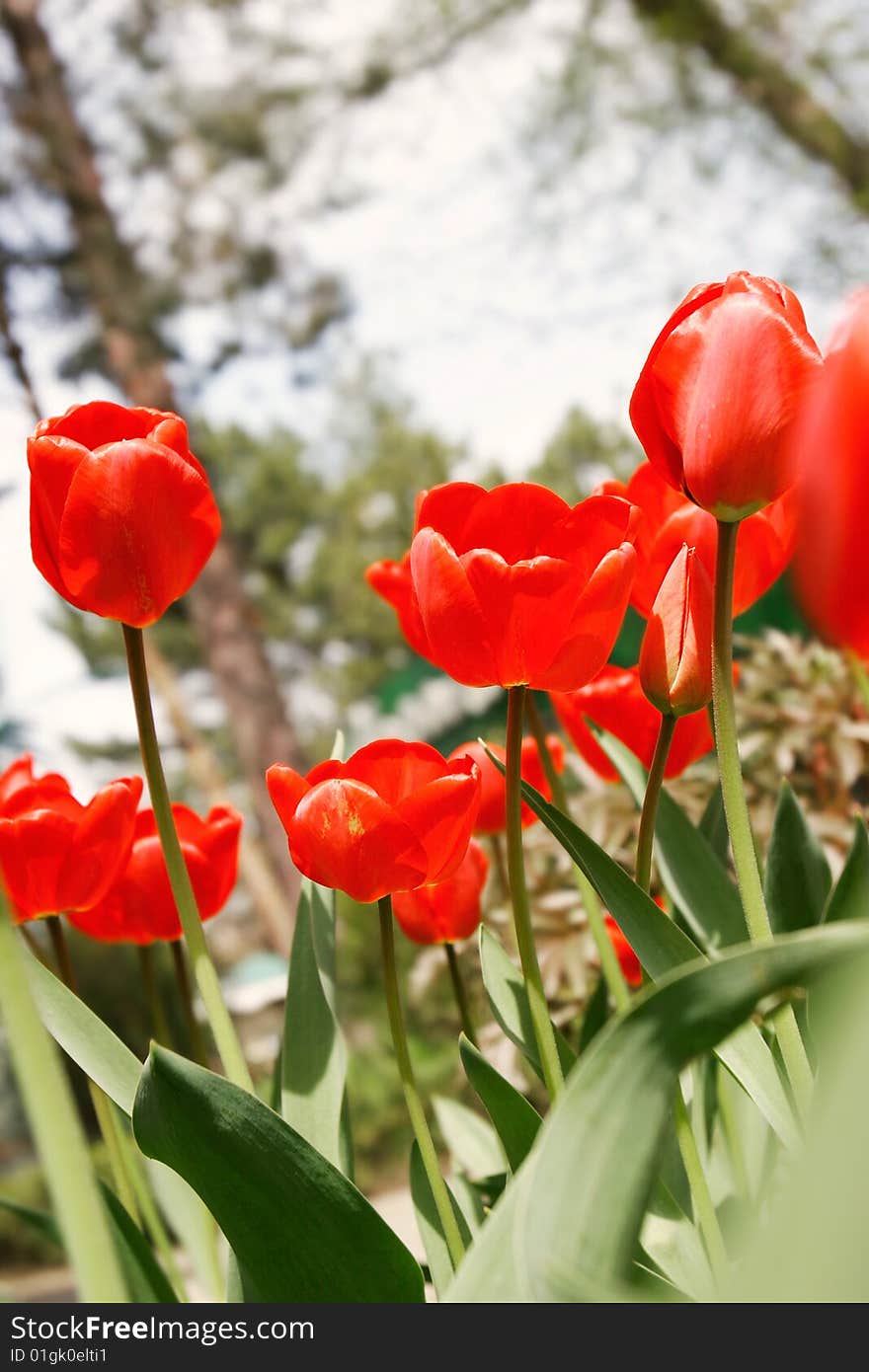 Close up of red tulips