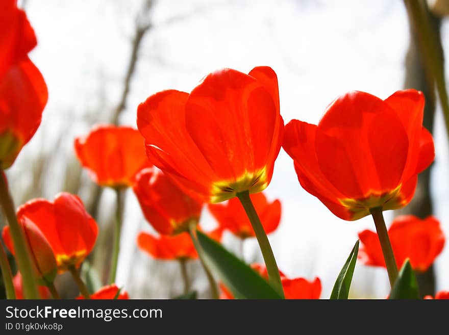 Close up of red tulips